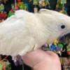 Talking birds/parrots for sale photo 4