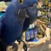 Hyacinth macaws for sale photo 1