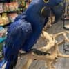 Hyacinth macaws for sale photo 4
