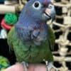 Tamed Pionus parrots for sale photo 2