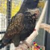 Tamed Pionus parrots for sale photo 3