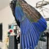 Tamed Pionus parrots for sale photo 4