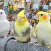 Pet birds for sale and adoption photo 1