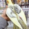 Pet birds for sale and adoption photo 2