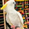 Pet birds for sale and adoption photo 3