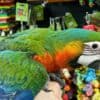 Talking birds/parrots for sale photo 1