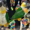 Talking birds/parrots for sale photo 4