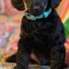 Toy Poodle puppies for sale photo 1