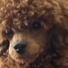 Toy Poodle puppies for sale photo 2