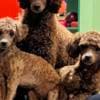 Toy Poodle puppies for sale photo 3