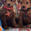 Toy Poodle puppies for sale photo 4