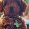 Toy Poodle puppies for sale photo 5