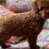 Toy Poodle puppies for sale photo 6