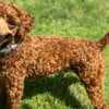 Toy Poodle puppies for sale photo 7