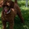Toy Poodle puppies for sale photo 8