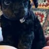 Toy Poodle puppies for sale photo 9