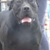 South African Mastiff Boerboel photo 3