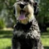 Miniature schnauzer  puppies photo 1