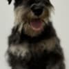 Miniature schnauzer  puppies photo 2