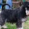 Miniature schnauzer  puppies photo 3