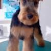Welsh terrier puppies photo 1