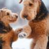 Welsh terrier puppies photo 2
