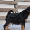 Welsh terrier puppies photo 3
