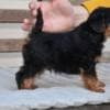 Welsh terrier puppies photo 4