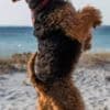 Welsh terrier puppies photo 5