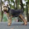 Welsh terrier puppies photo 7