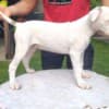 American bulldog  puppies photo 1