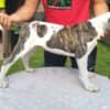 American bulldog  puppies photo 2
