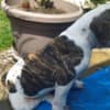 American bulldog  puppies photo 4
