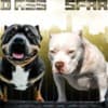American Pocket Bully puppies photo 1