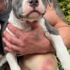 American Pocket Bully puppies photo 2