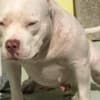 American Pocket Bully puppies photo 4