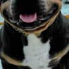 American Pocket Bully puppies photo 5