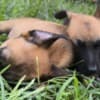 Belgian Shepherd Malinois puppies photo 1