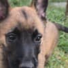 Belgian Shepherd Malinois puppies photo 2