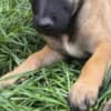Belgian Shepherd Malinois puppies photo 3