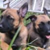 Belgian Shepherd Malinois puppies photo 4