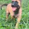 Belgian Shepherd Malinois puppies photo 6