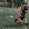 Belgian Shepherd Malinois puppies photo 8