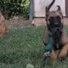 Belgian Shepherd Malinois puppies photo 9