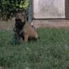 Belgian Shepherd Malinois puppies photo 10