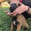 Belgian Shepherd Malinois puppies photo 11
