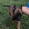Belgian Shepherd Malinois puppies photo 12