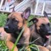 Belgian Shepherd Malinois puppies photo 13