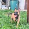 Belgian Shepherd Malinois puppies photo 14