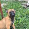 Belgian Shepherd Malinois puppies photo 15